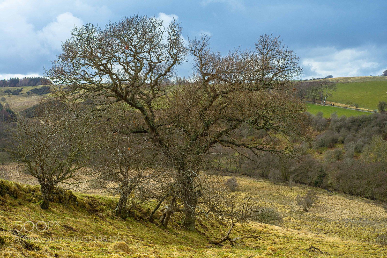 Sony a7R sample photo. The field photography