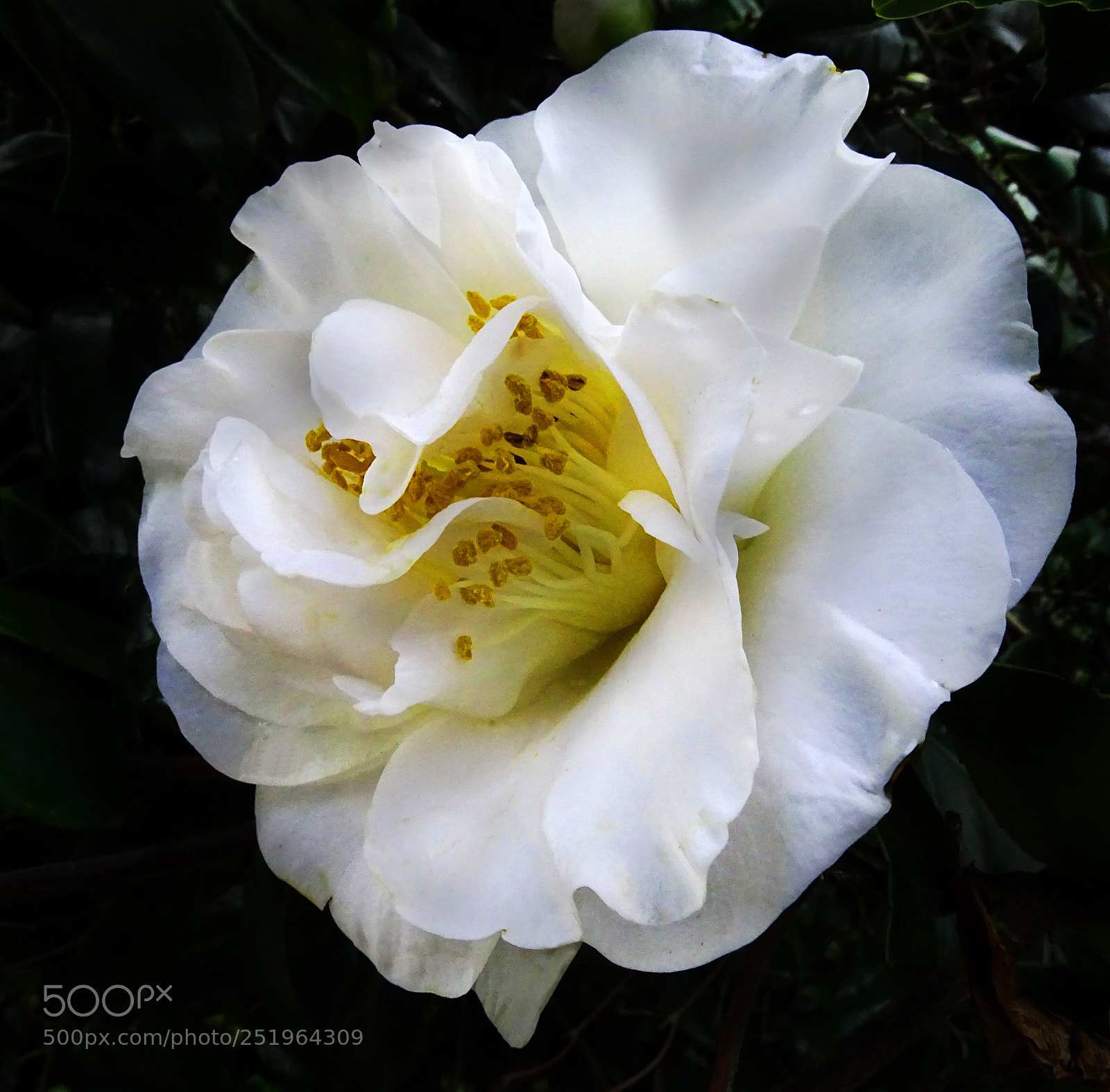 Sony Cyber-shot DSC-HX400V sample photo. Camillia photography