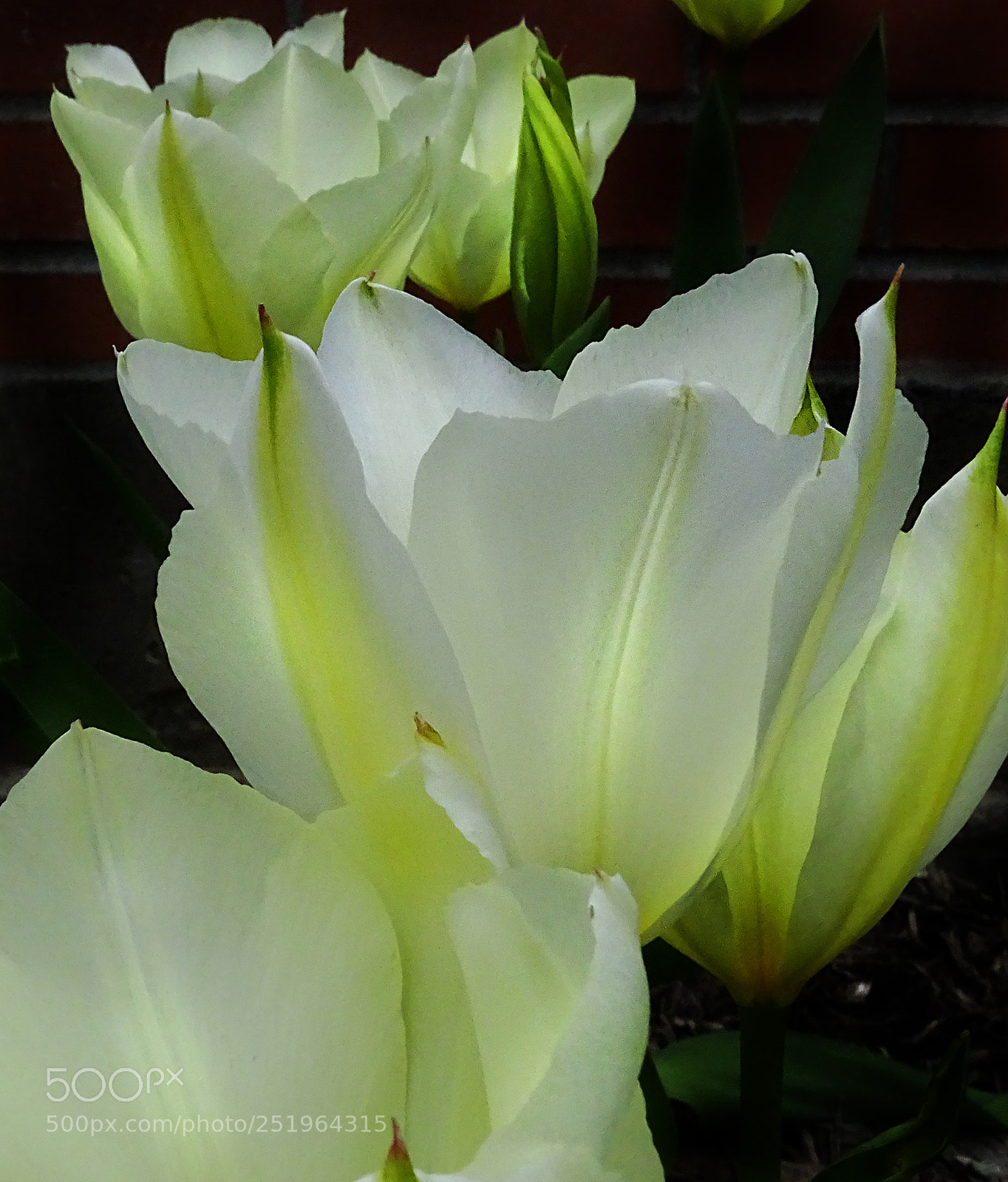 Sony Cyber-shot DSC-HX400V sample photo. White tulips photography