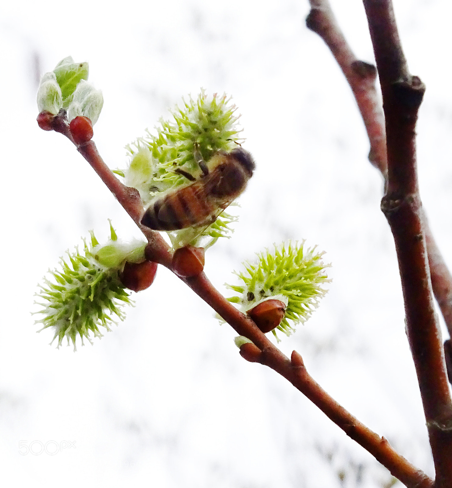 Sony Cyber-shot DSC-HX400V sample photo. Tree sprout & bee photography