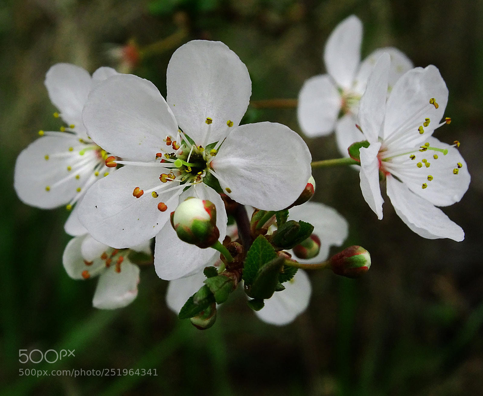 Sony Cyber-shot DSC-HX400V sample photo. White tree flowers photography