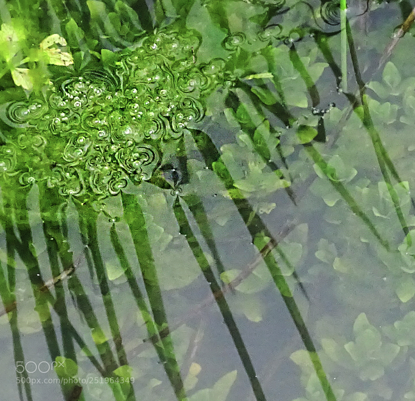 Sony Cyber-shot DSC-HX400V sample photo. Water plants photography