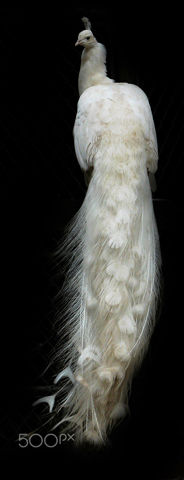 Nikon E5700 sample photo. White peacock photography