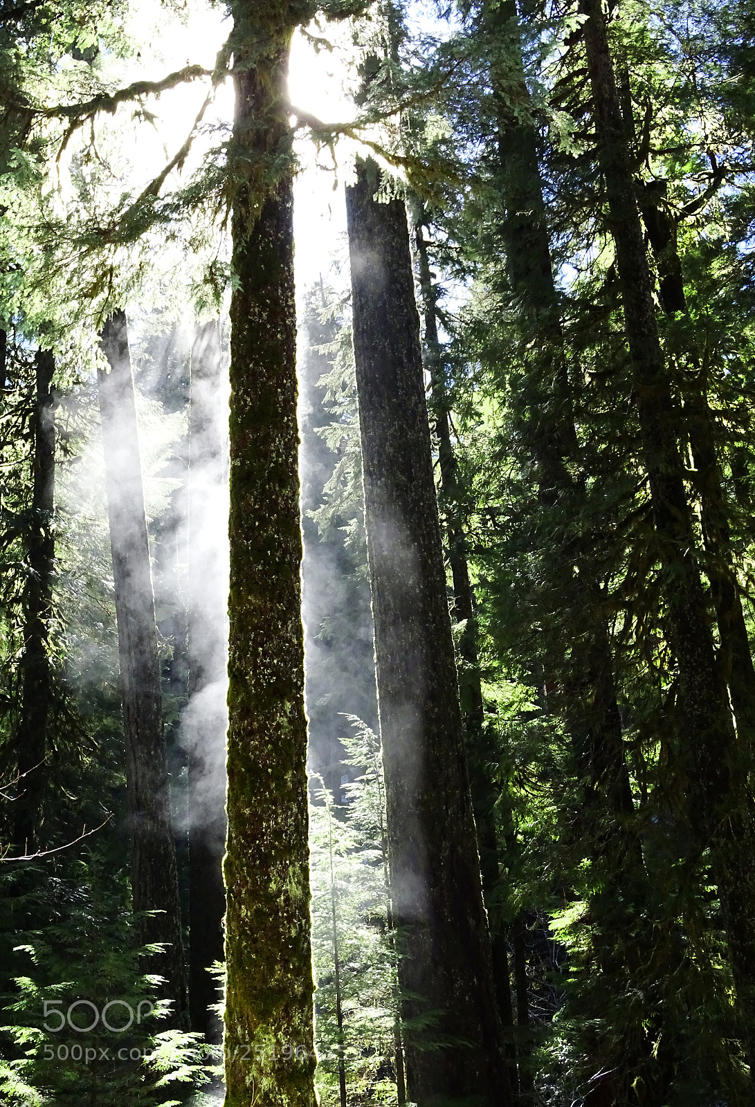 Sony Cyber-shot DSC-HX400V sample photo. Steamy trees photography