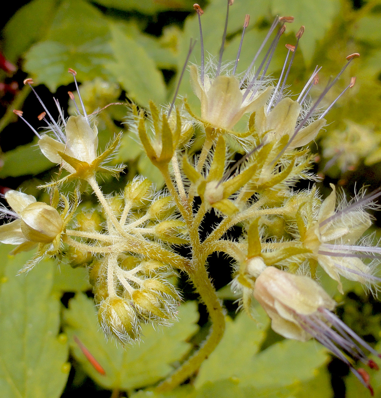 Sony Cyber-shot DSC-H55 sample photo. Tiny flowers photography