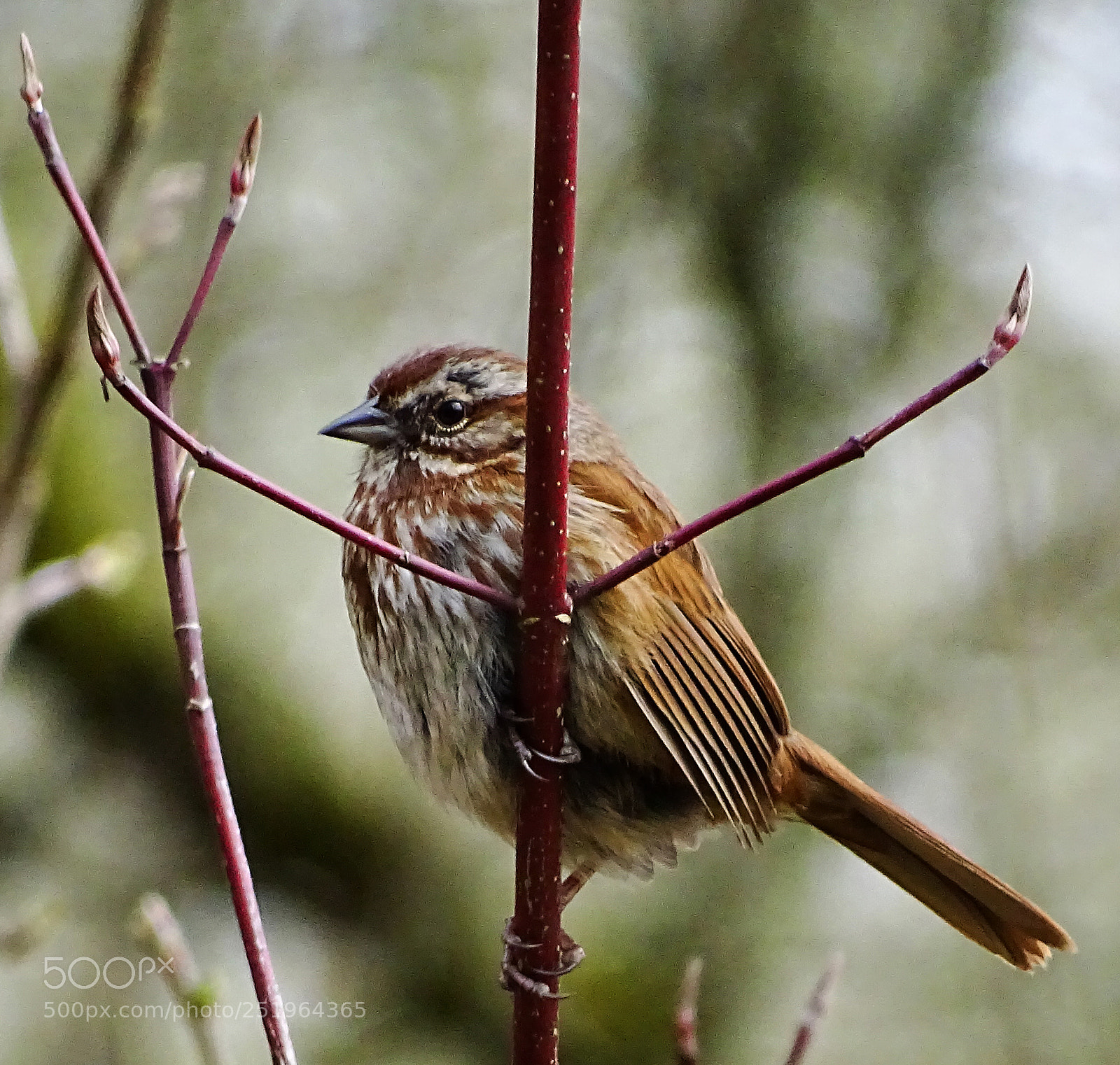 Sony Cyber-shot DSC-HX400V sample photo. Swamp sparrow photography