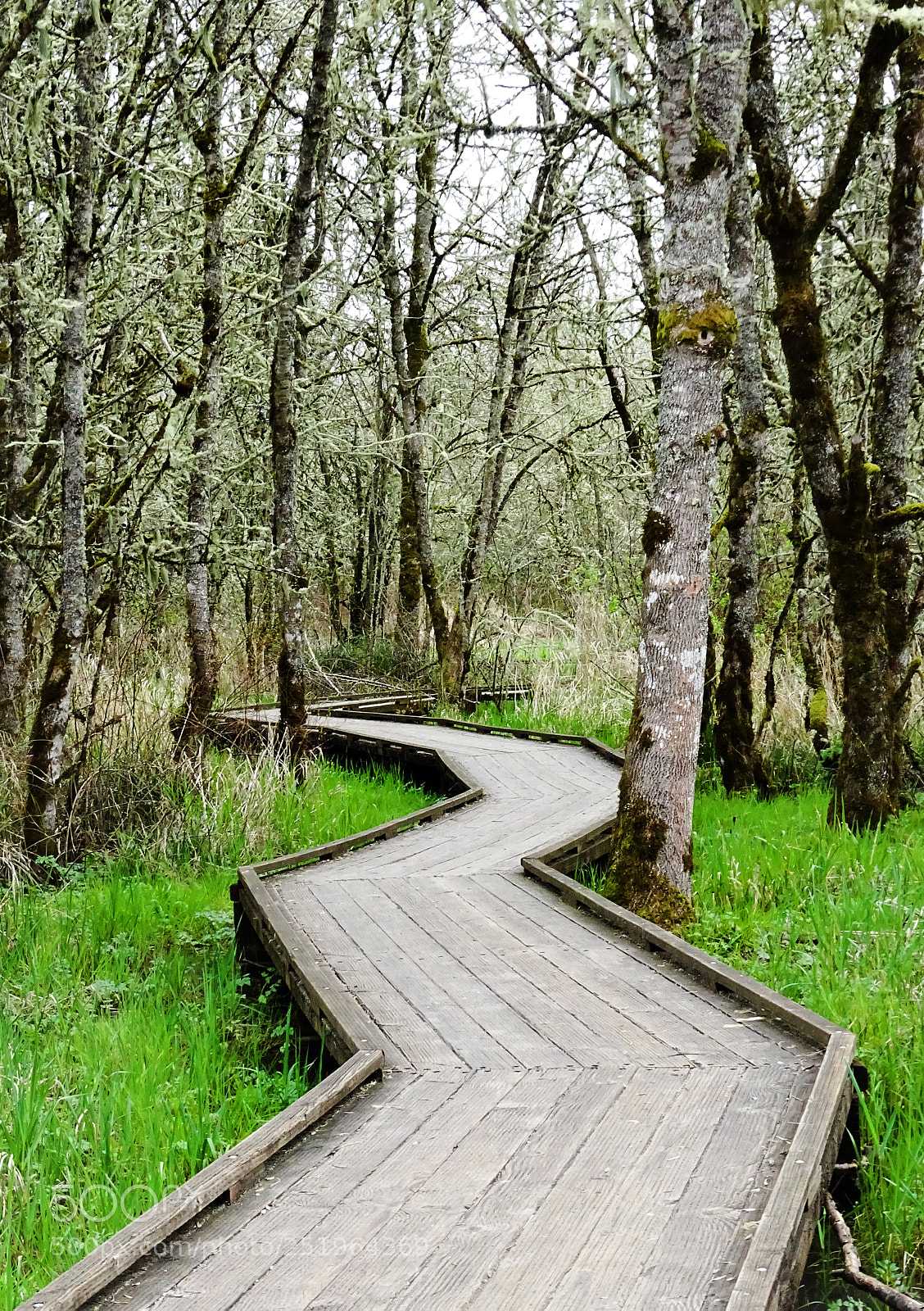 Sony Cyber-shot DSC-HX400V sample photo. Boardwalk thru trees photography