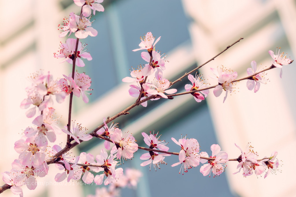 Canon EOS 70D sample photo. Spring photography