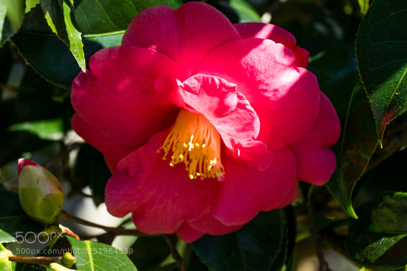 Canon EOS 80D sample photo. The first summer sunrays photography