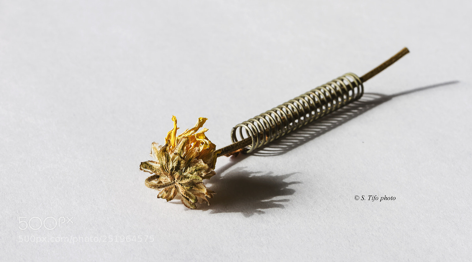 Canon EOS 7D sample photo. Flower and spring .... photography