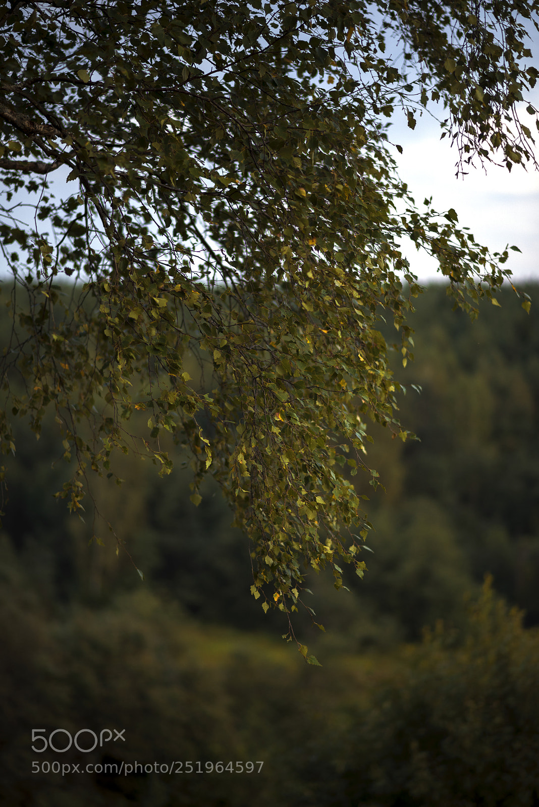 Nikon D750 sample photo. Russian fields and forests photography