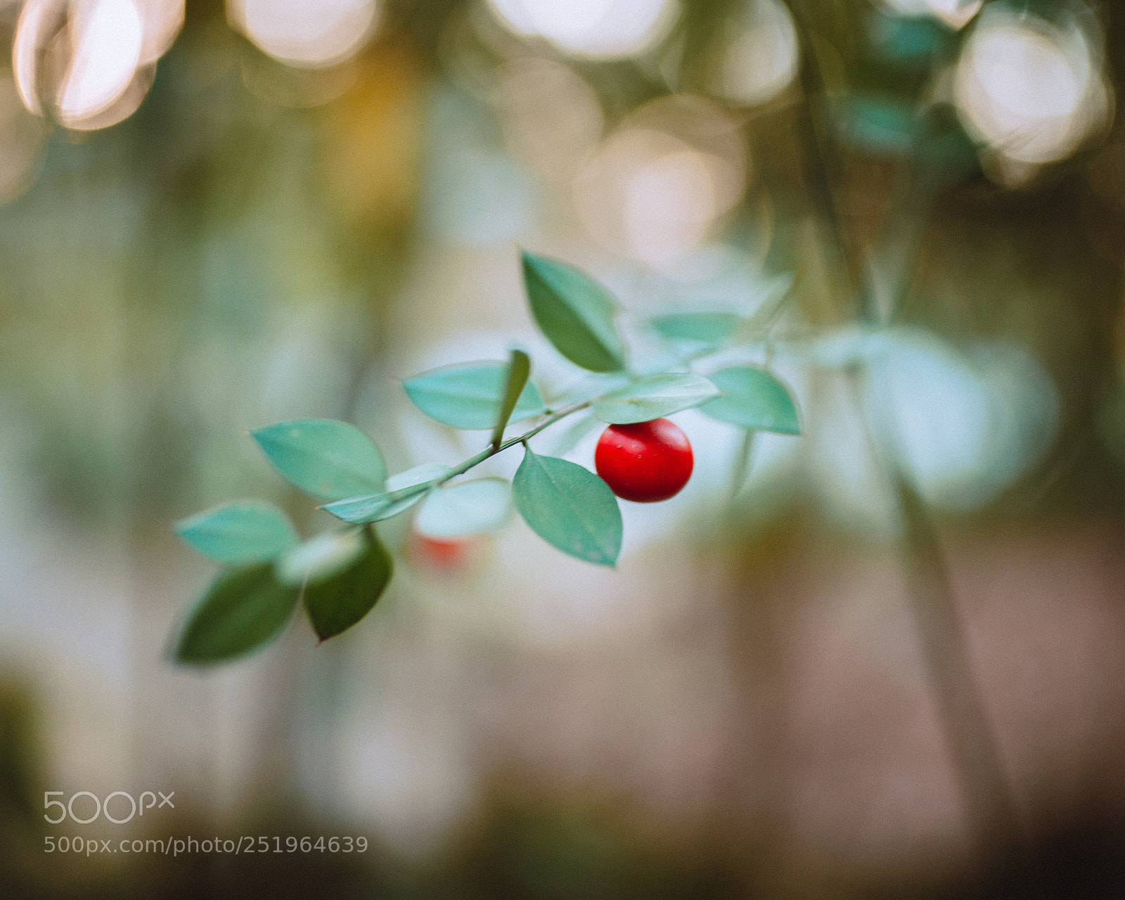Nikon D610 sample photo. Untitled photography