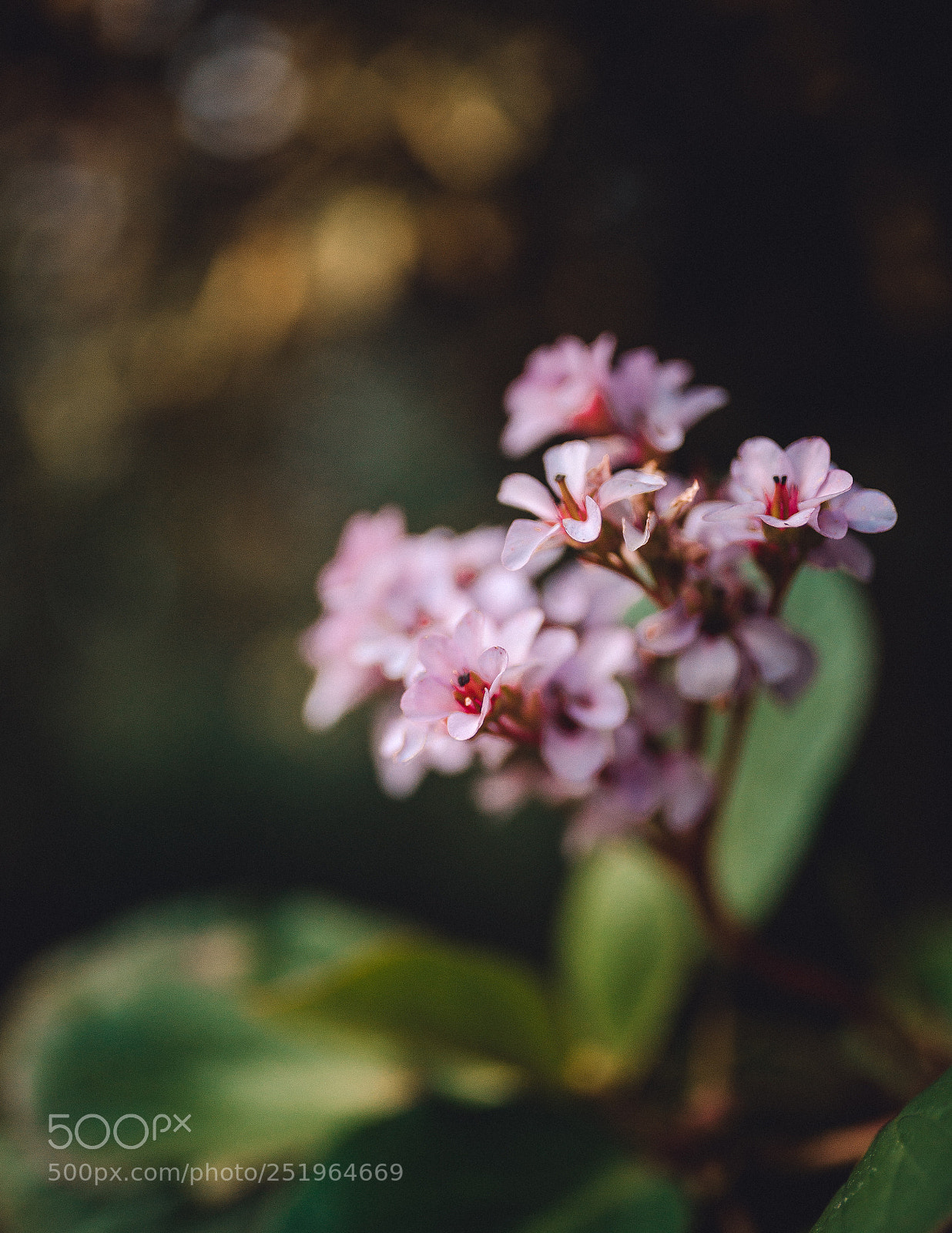 Nikon D610 sample photo. Untitled photography