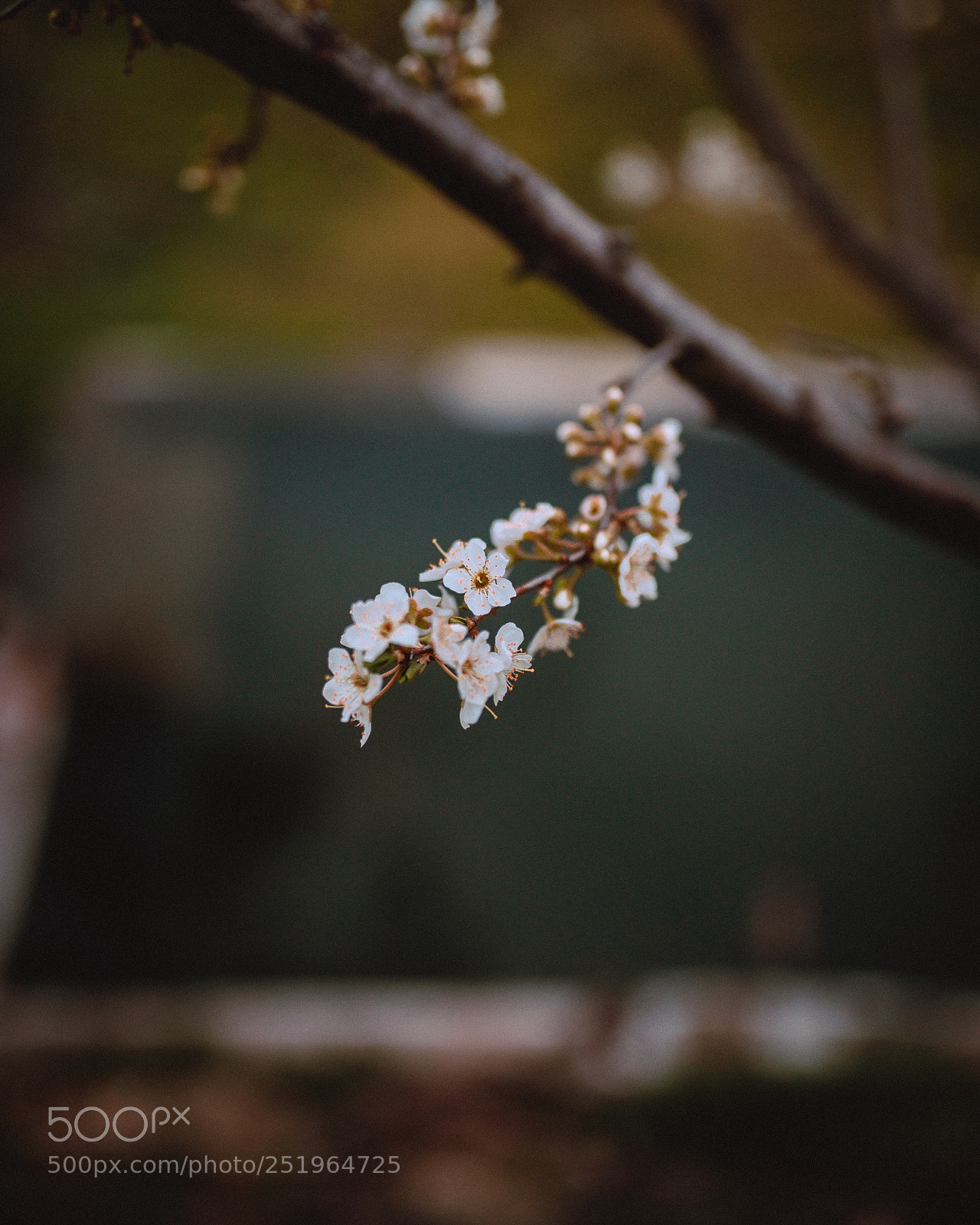 Nikon D610 sample photo. Untitled photography