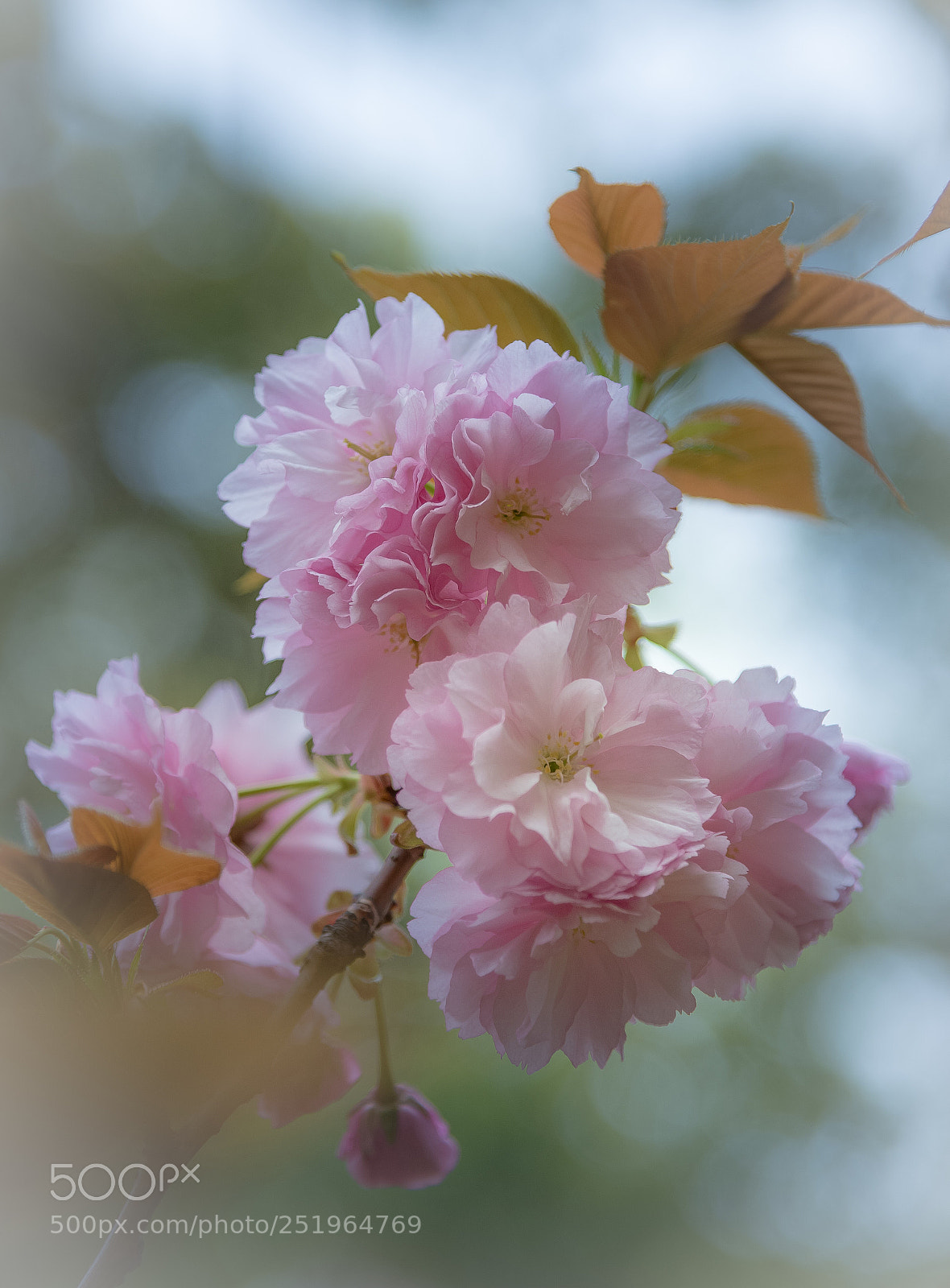 Nikon D800E sample photo. Double cherry blossoms  photography