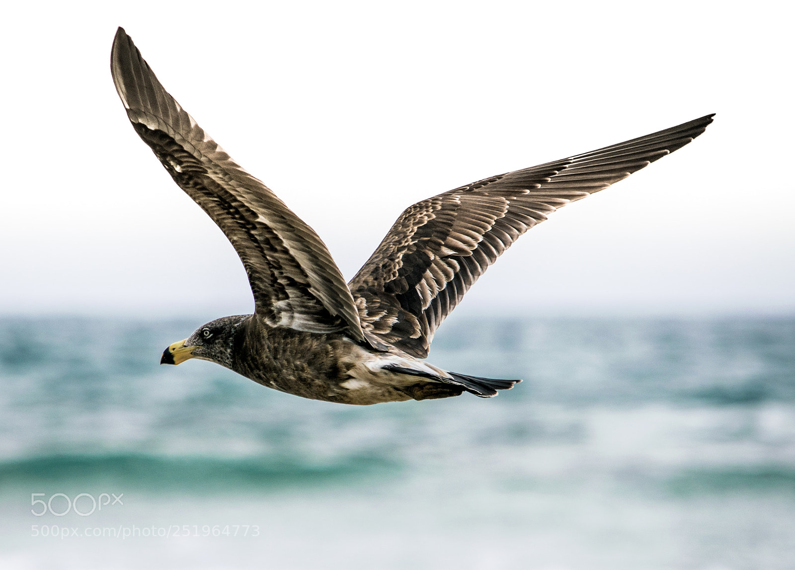 Nikon D3300 sample photo. Tasmanian seagull photography