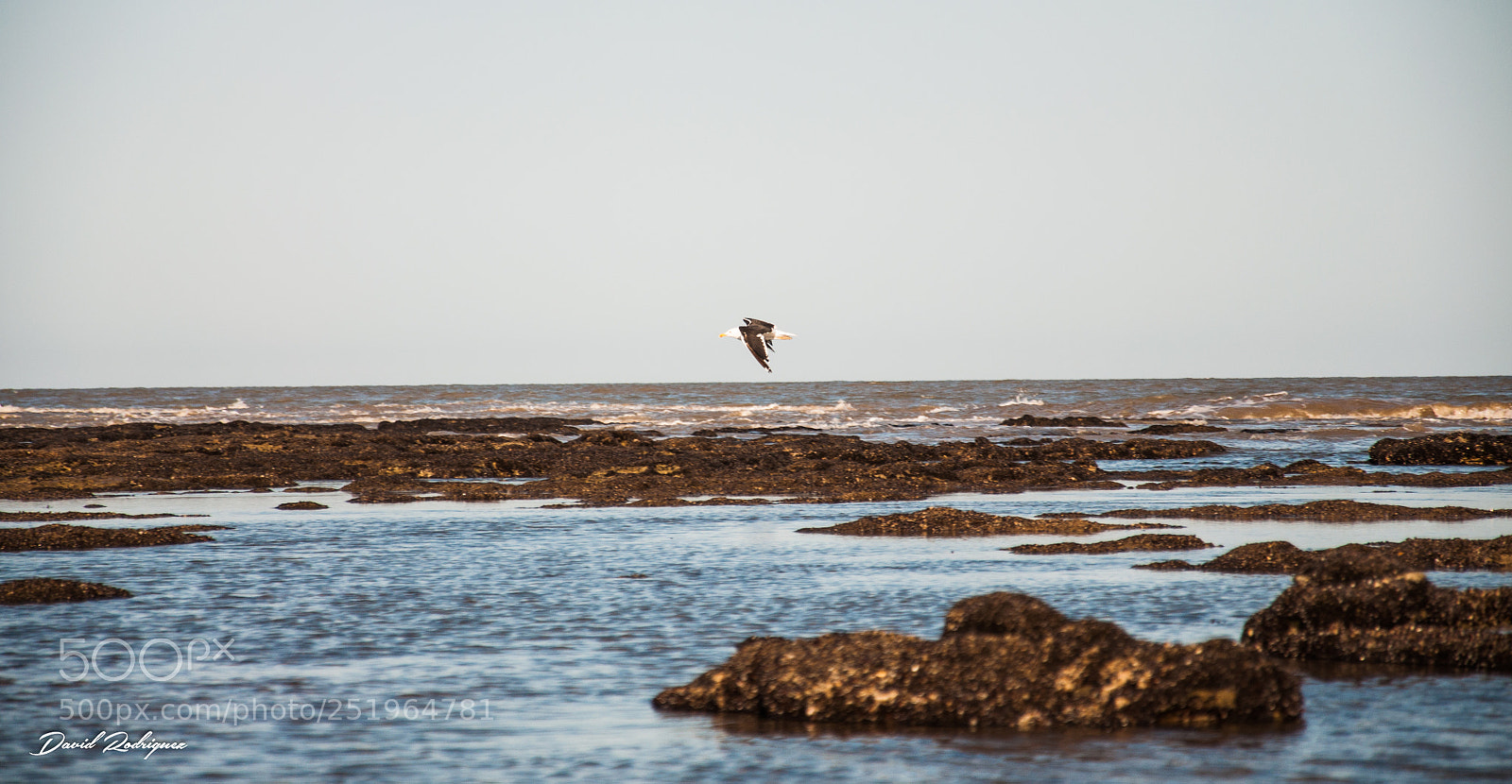Nikon D90 sample photo. Al vuelo photography