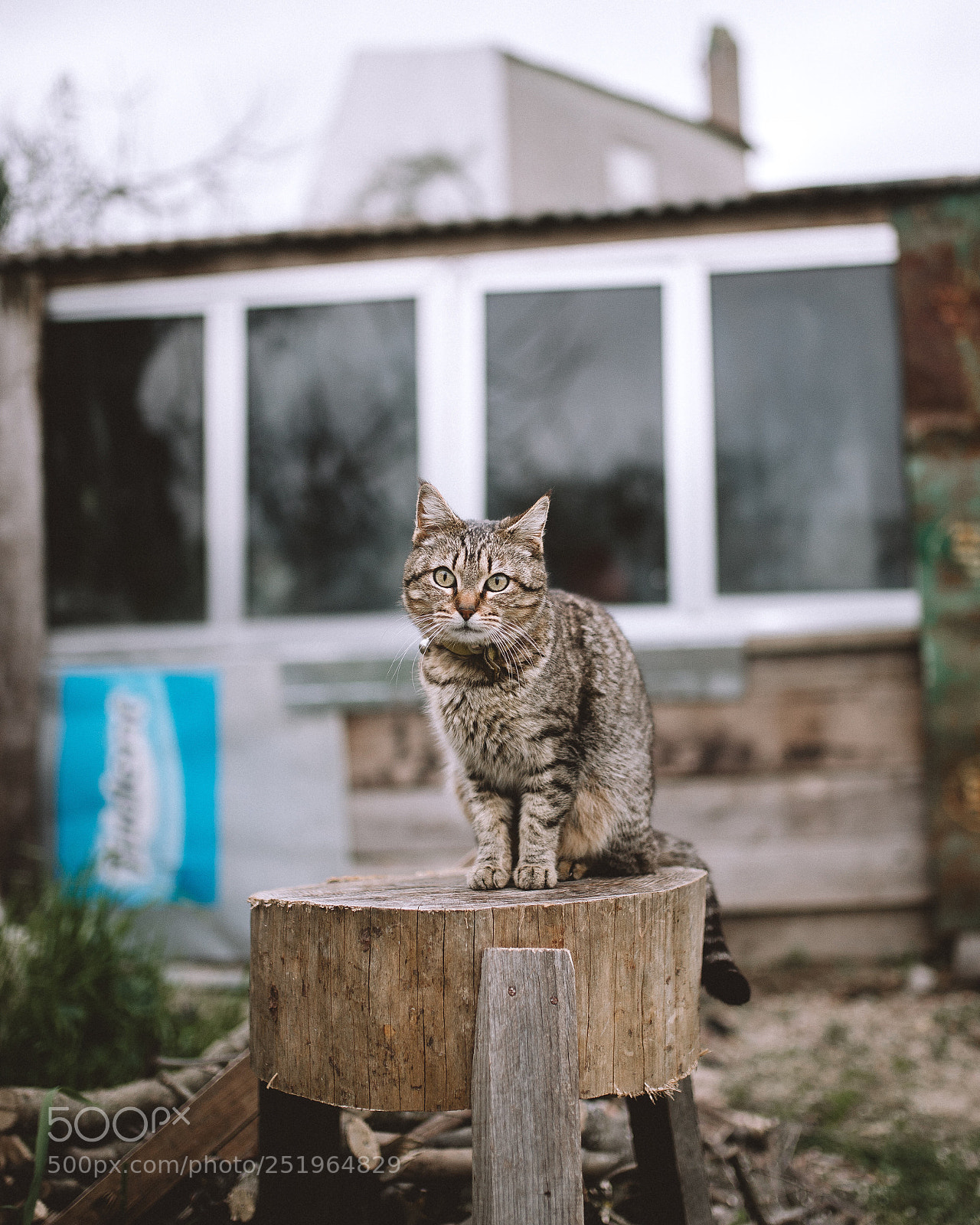 Nikon D610 sample photo. Untitled photography