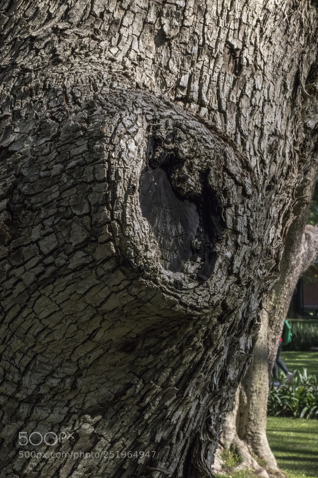 Canon EOS 80D sample photo. Arbol photography