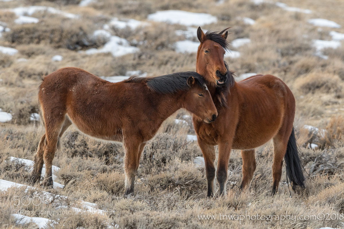 Nikon D500 sample photo. A bond of love photography