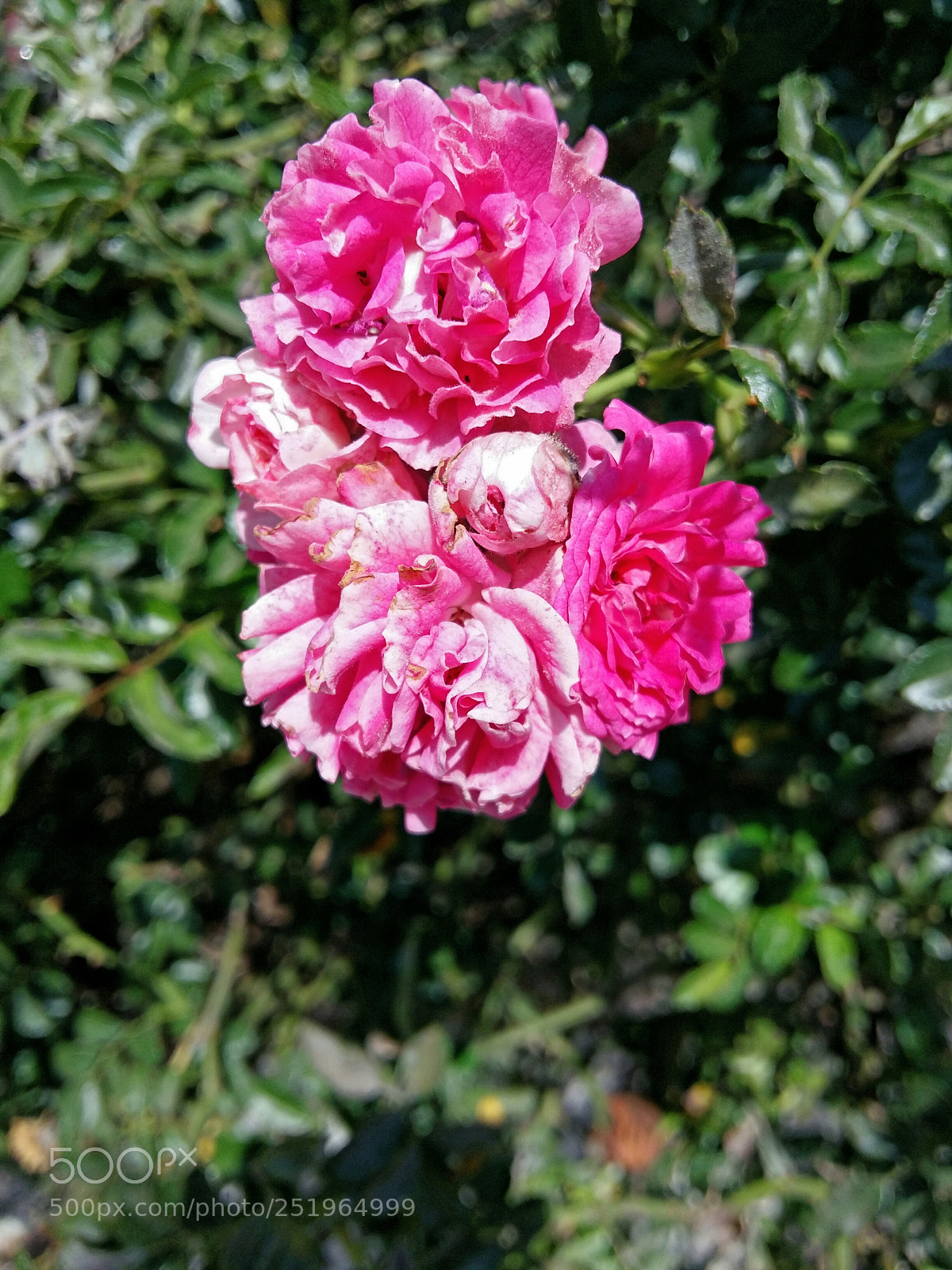 Samsung Galaxy A5 sample photo. Little roses photography