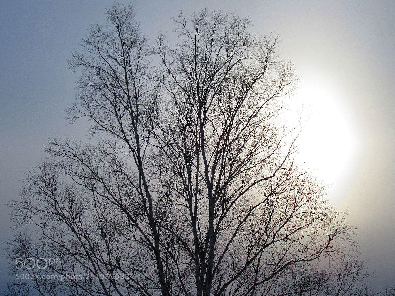 Canon PowerShot SX610 HS sample photo. Tree photography