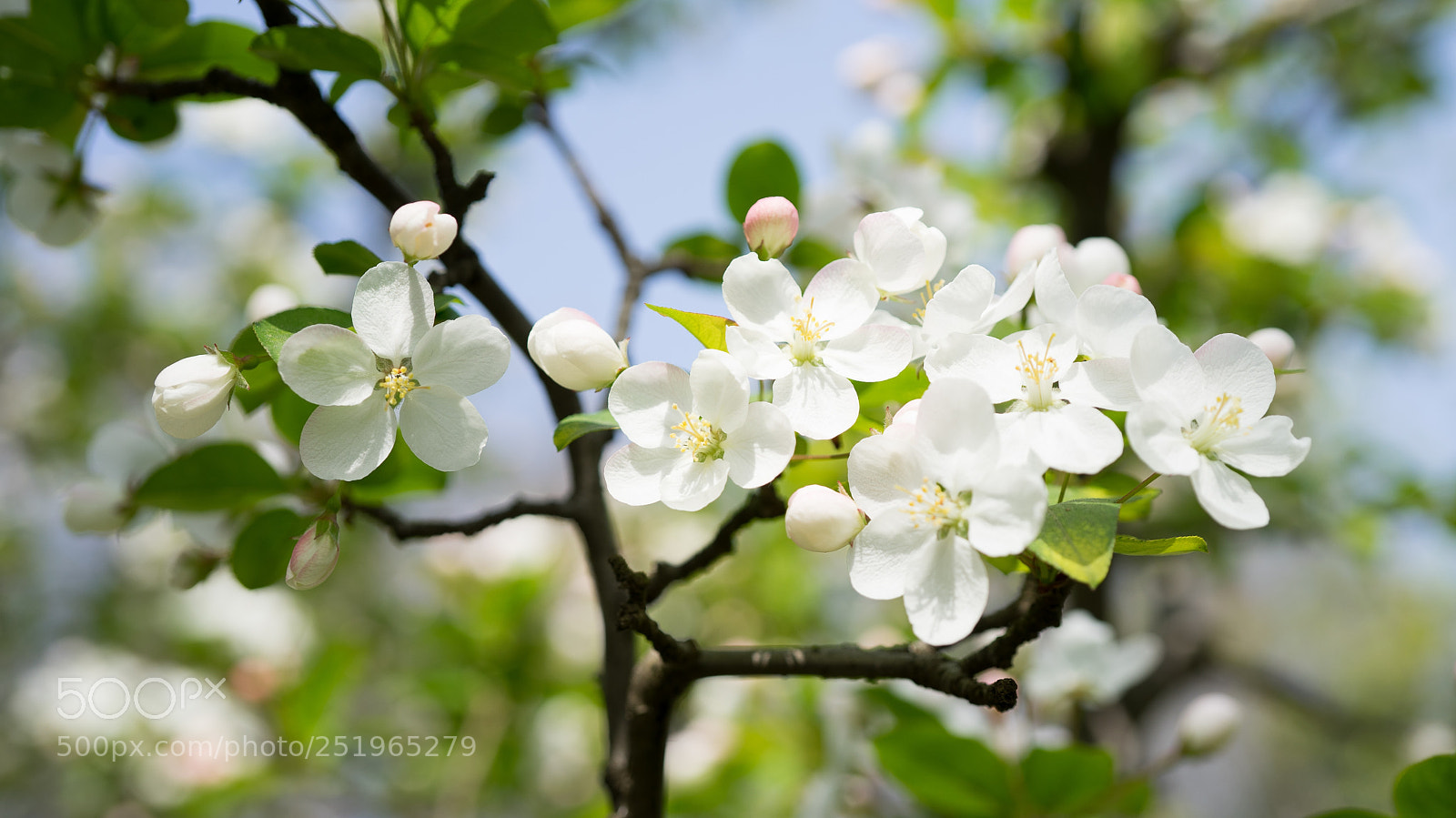 Sony a7 sample photo. Crap apple blossom #1 photography