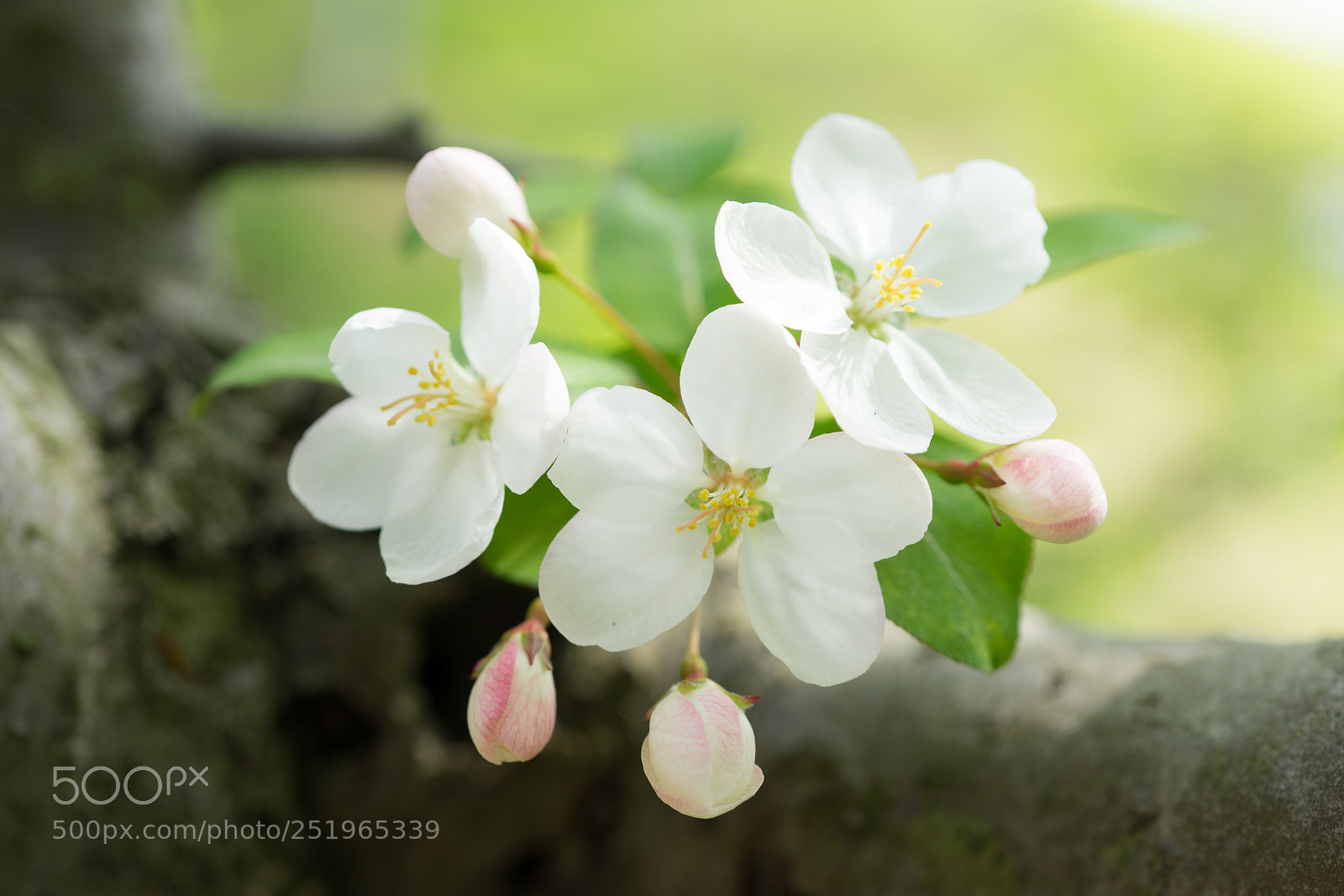 Sony a7 sample photo. Crap apple blossom #2 photography
