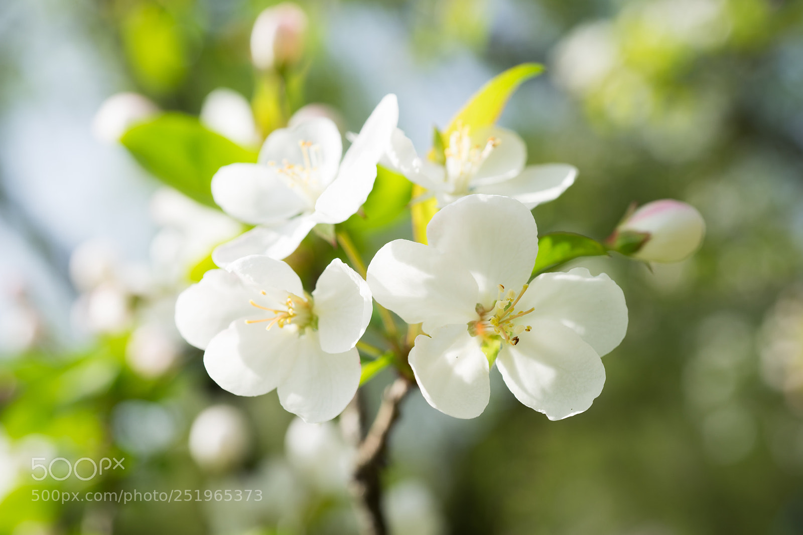 Sony a7 sample photo. Crap apple blossom #3 photography