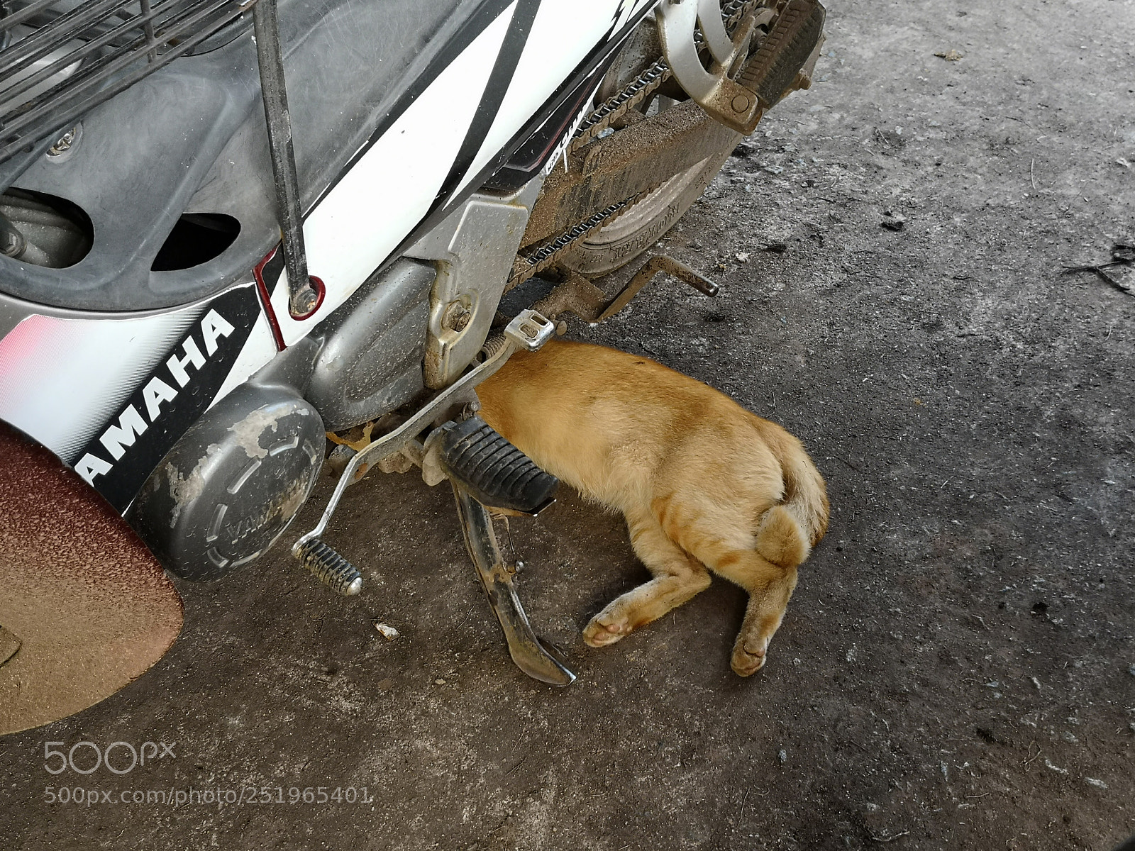 HUAWEI Mate 10 Pro sample photo. Cat mechanic. photography