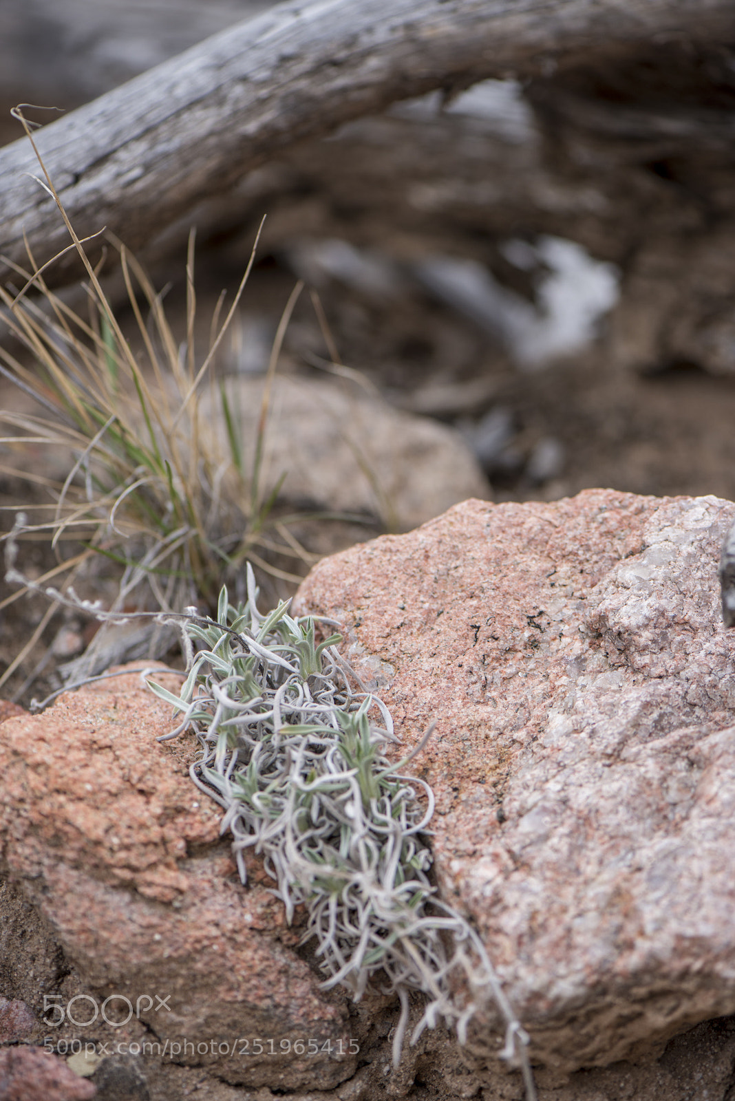 Nikon D810 sample photo. April desert comes to photography