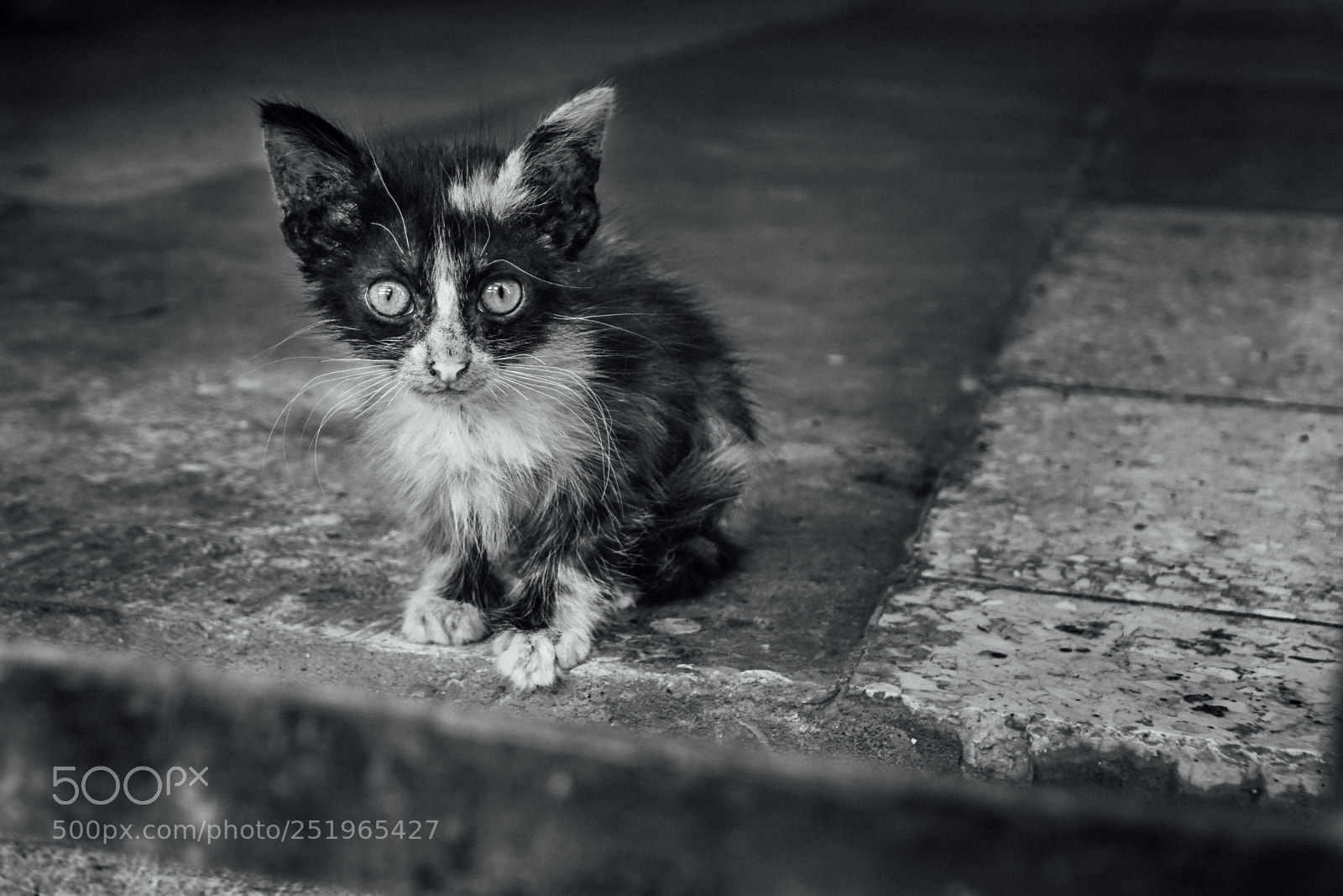 Sony a6300 sample photo. Cats of havana photography
