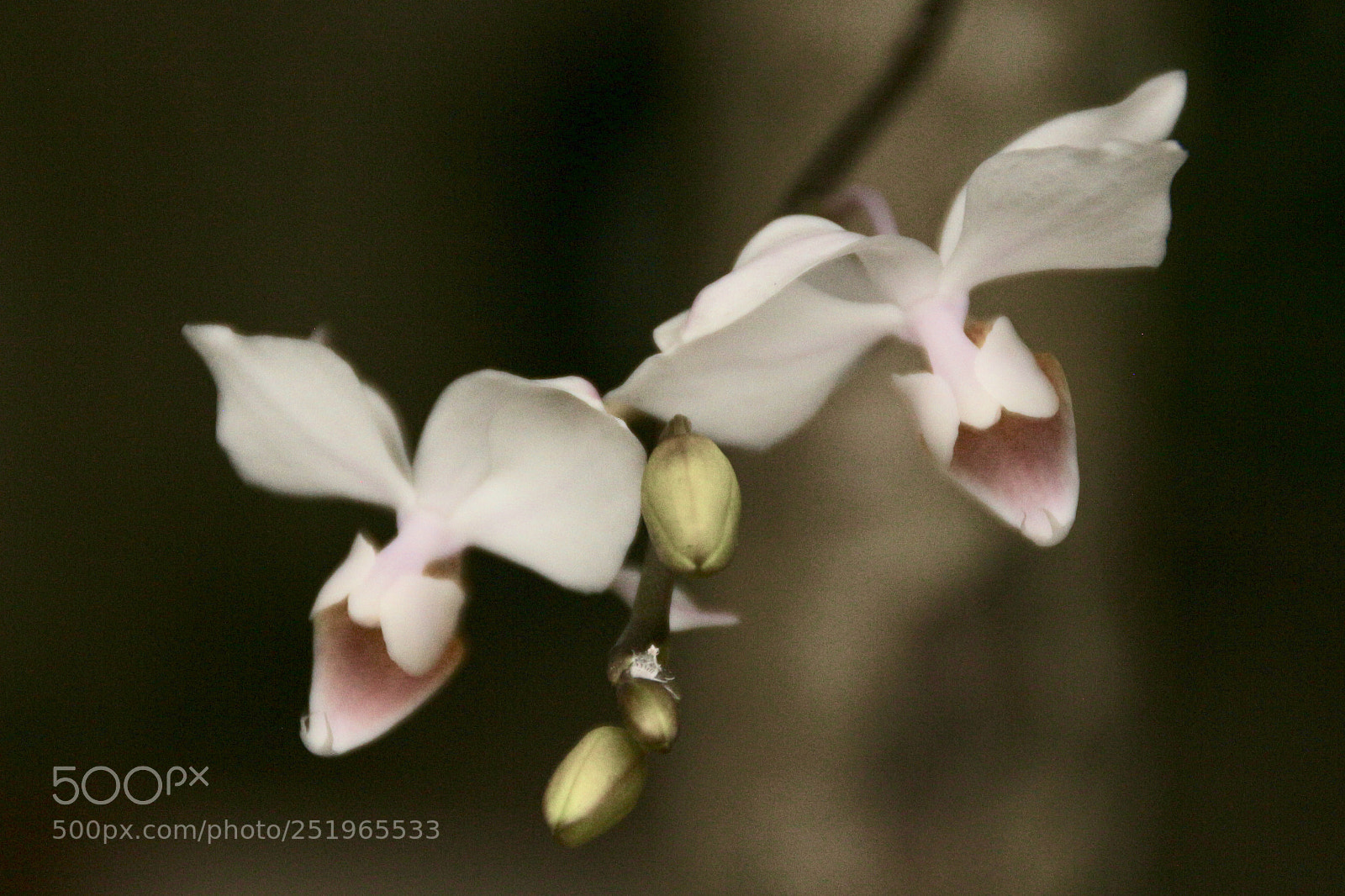 Canon EOS 700D (EOS Rebel T5i / EOS Kiss X7i) sample photo. Fullsizeoutput b photography
