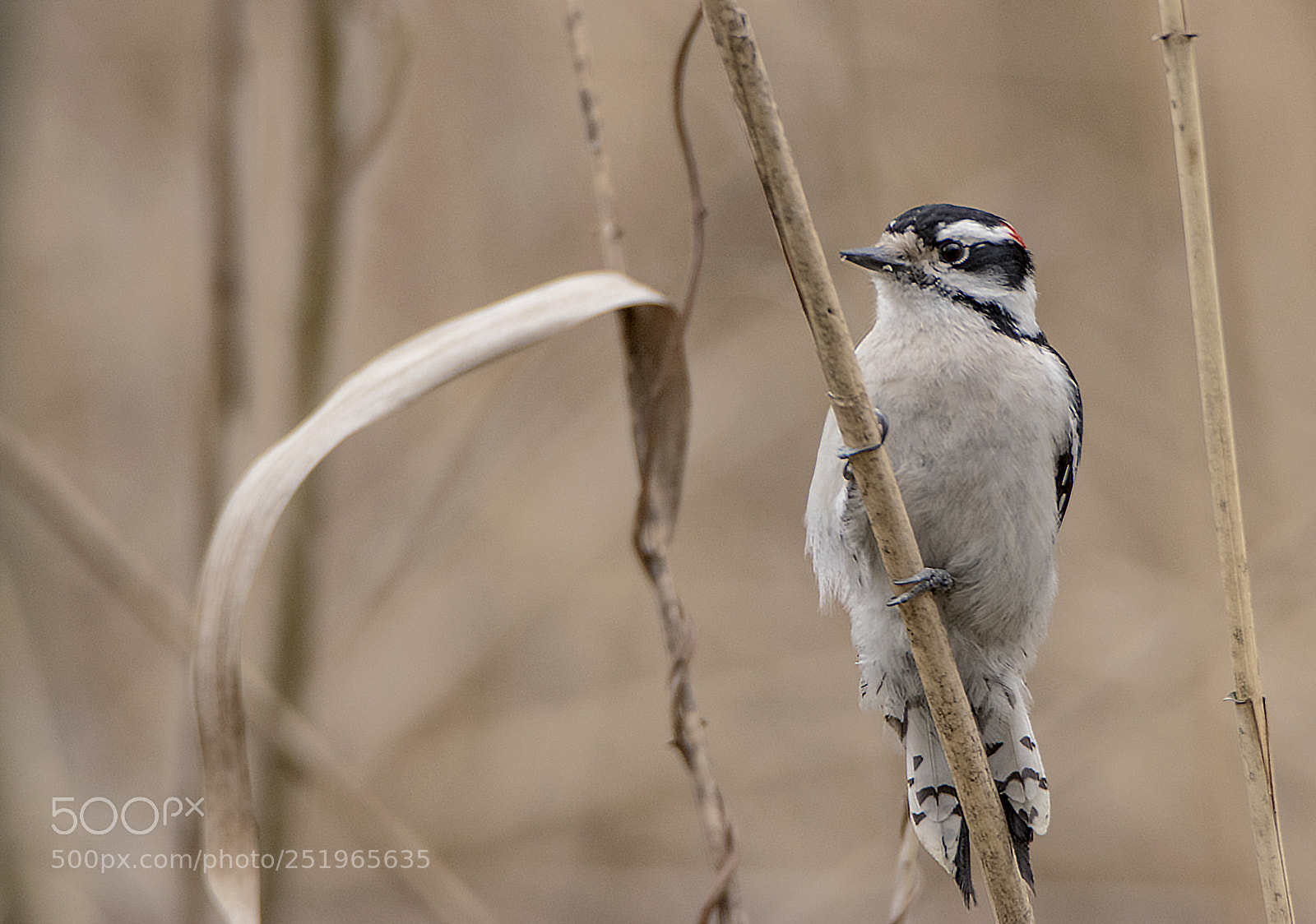 Canon EOS 80D sample photo. Downy woodpecker male hangs photography