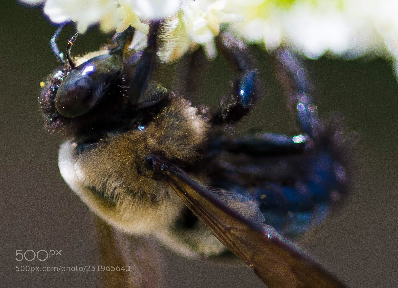 Nikon D850 sample photo. Bumblebee  photography