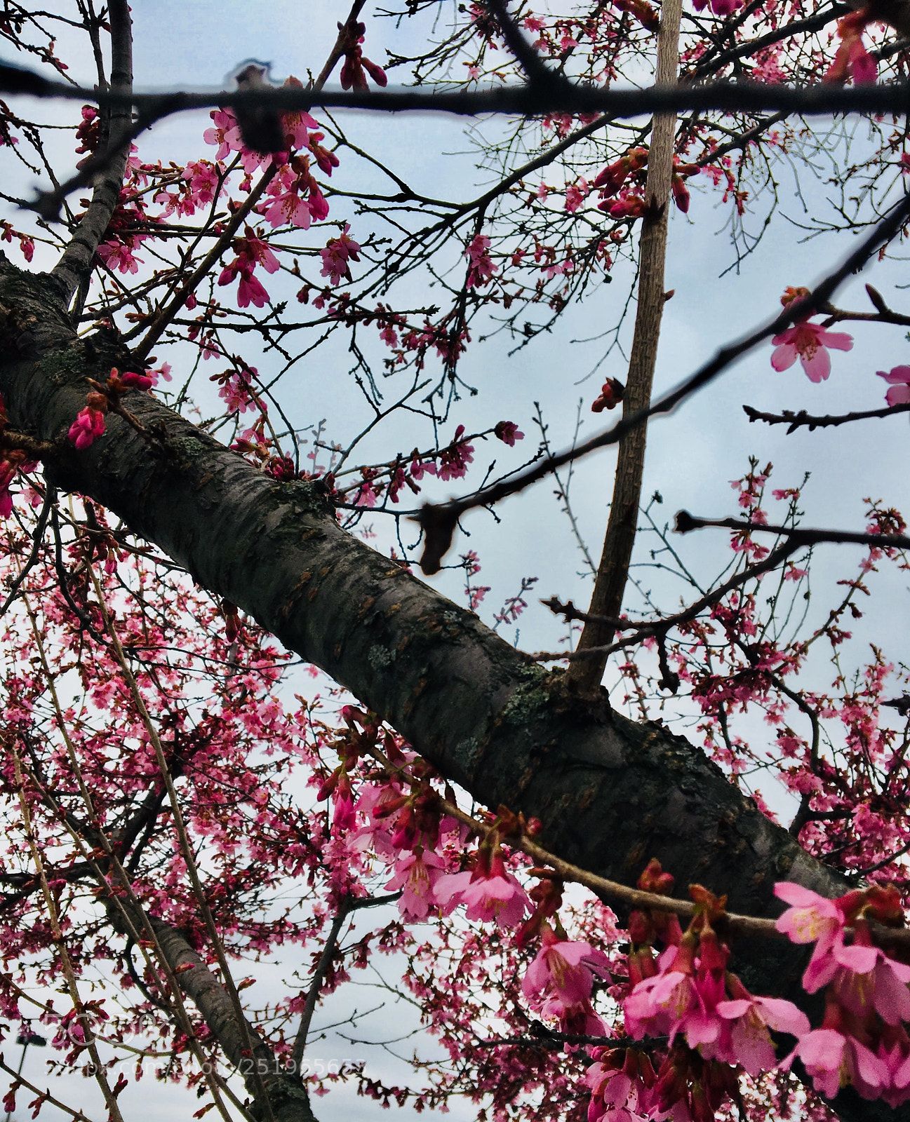 Apple iPhone 6s sample photo. Tree? photography