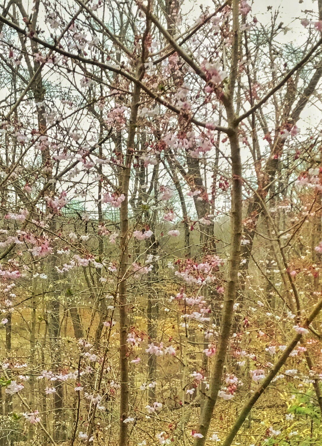Apple iPad (5th generation) sample photo. Cherry autumnalis photography