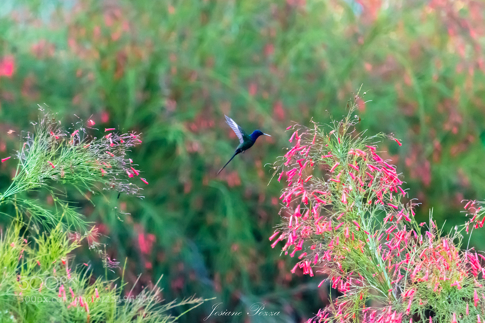 Nikon D3200 sample photo. Surprise in the garden photography
