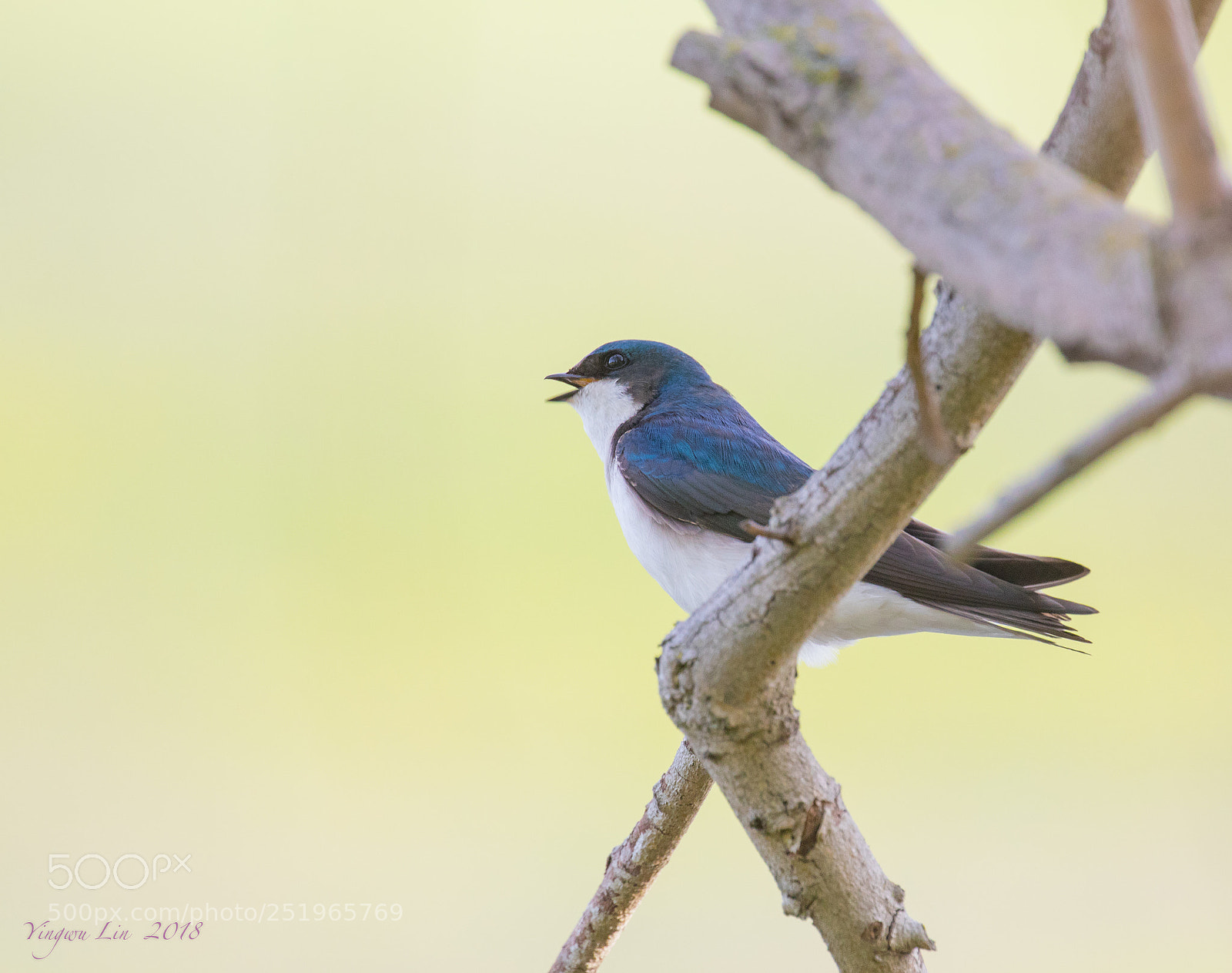 Canon EOS 5D Mark IV sample photo. Tree swallow bird img photography