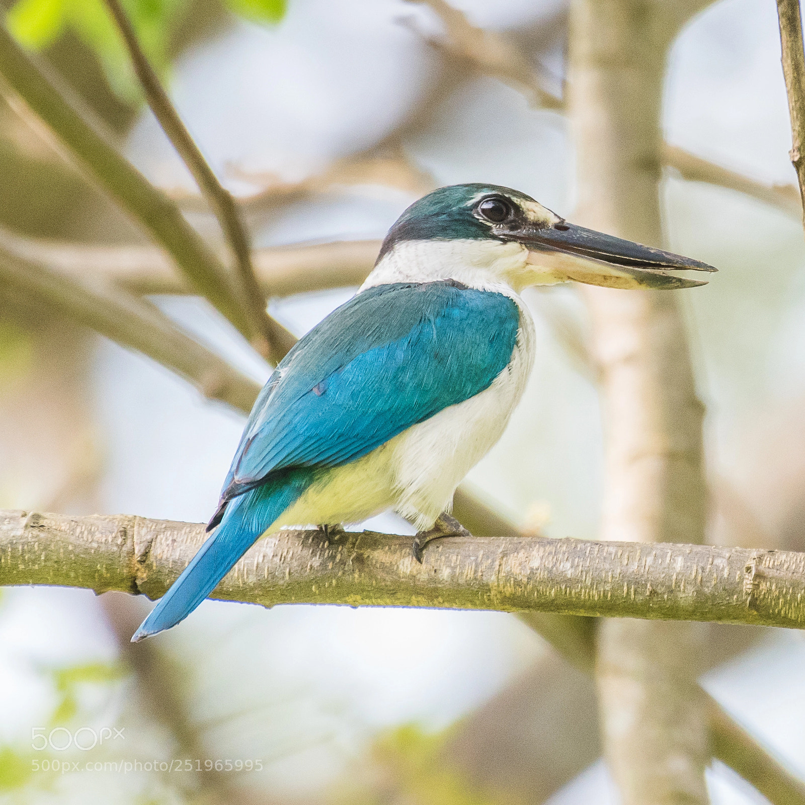 Nikon D5500 sample photo. Collared kingfisher photography