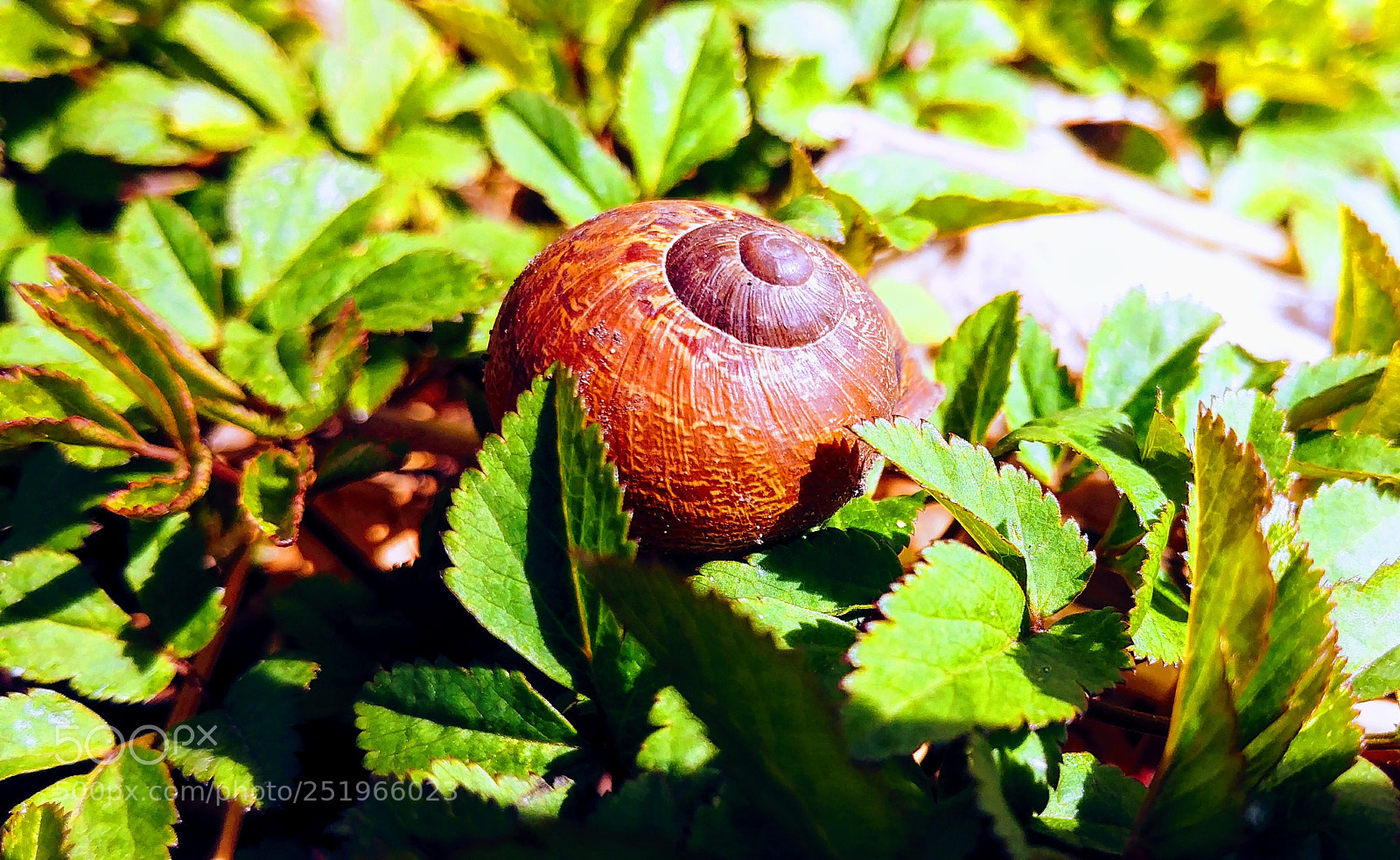 LG G6 sample photo. Nestled snail photography