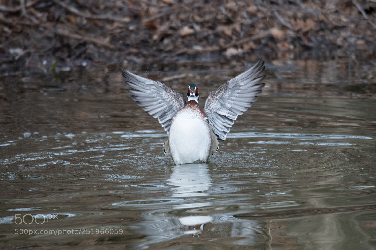 Nikon D850 sample photo. Wood duck photography