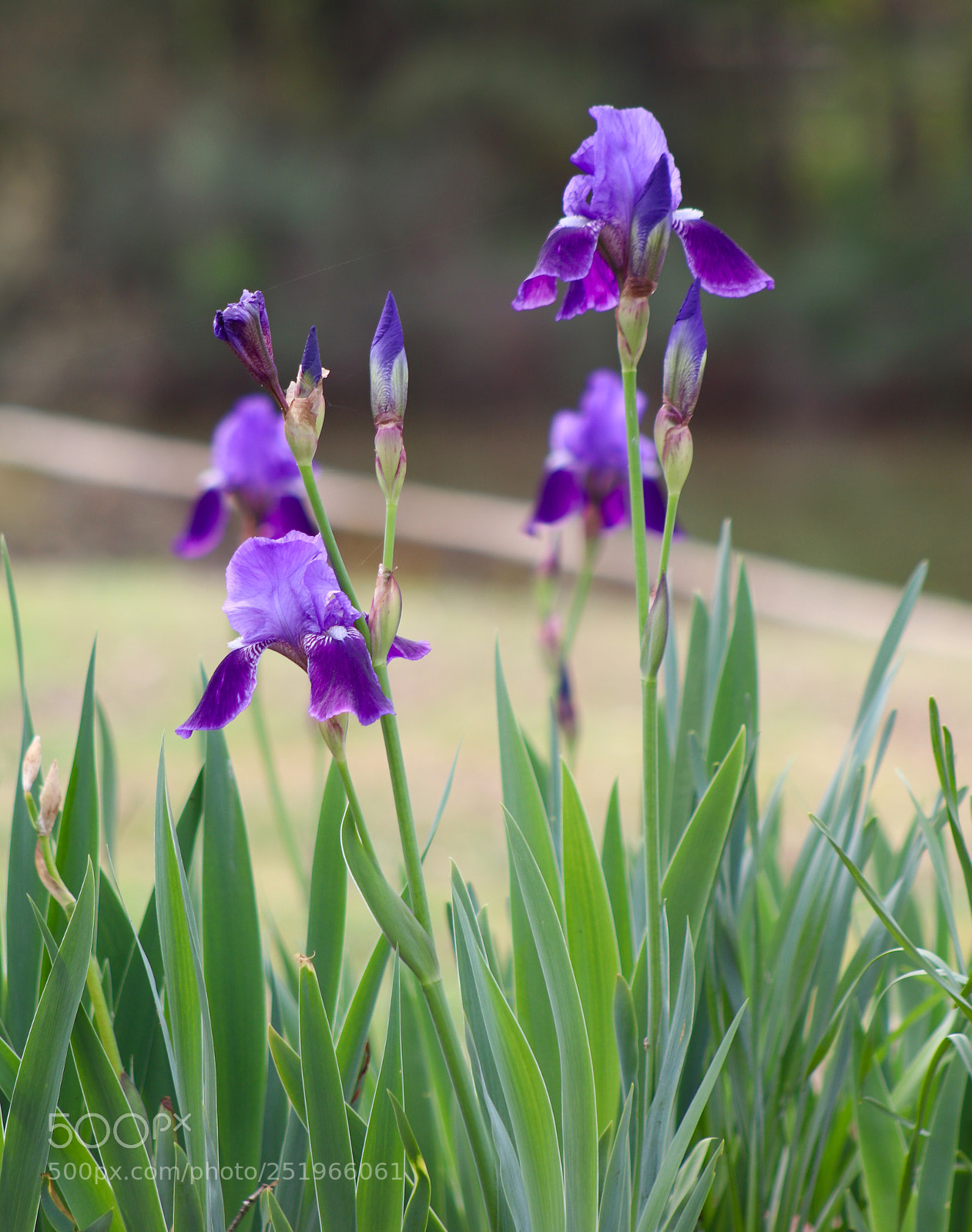 Canon EOS 80D sample photo. Iris photography