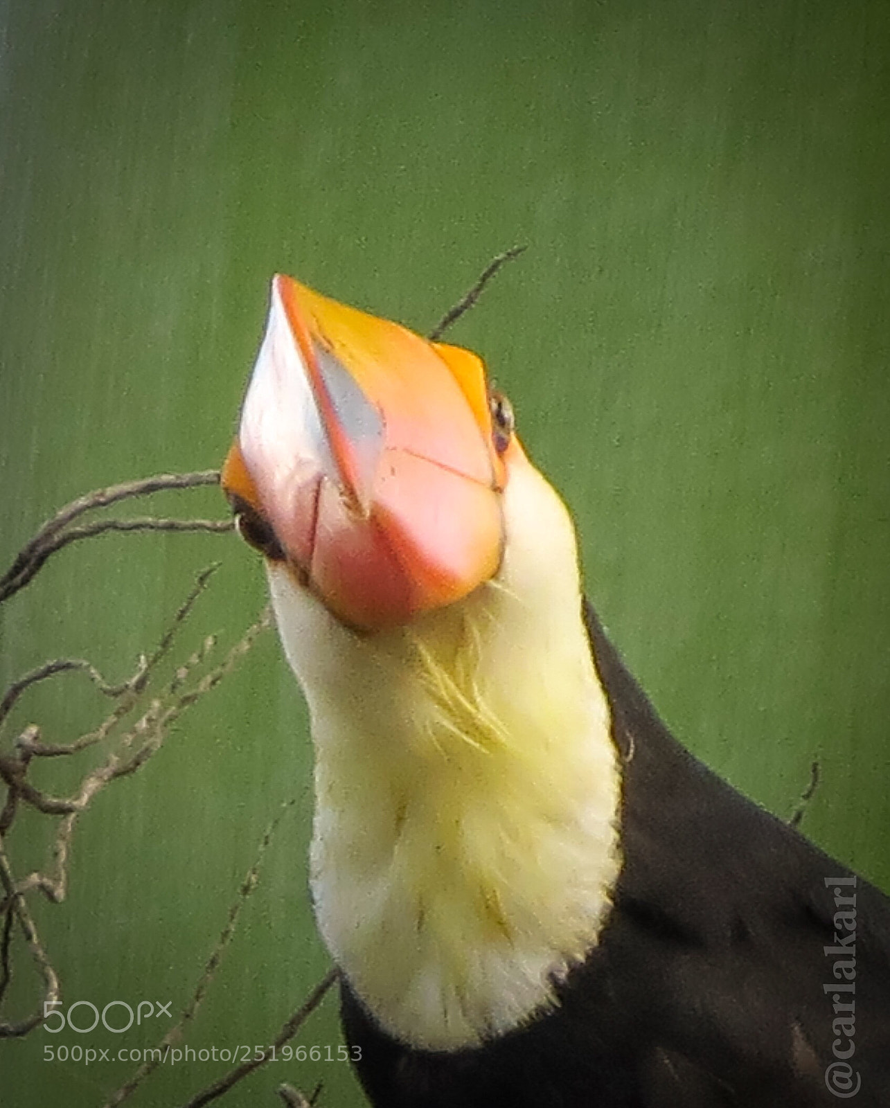 Canon PowerShot SX50 HS sample photo. Tucano imperial photography