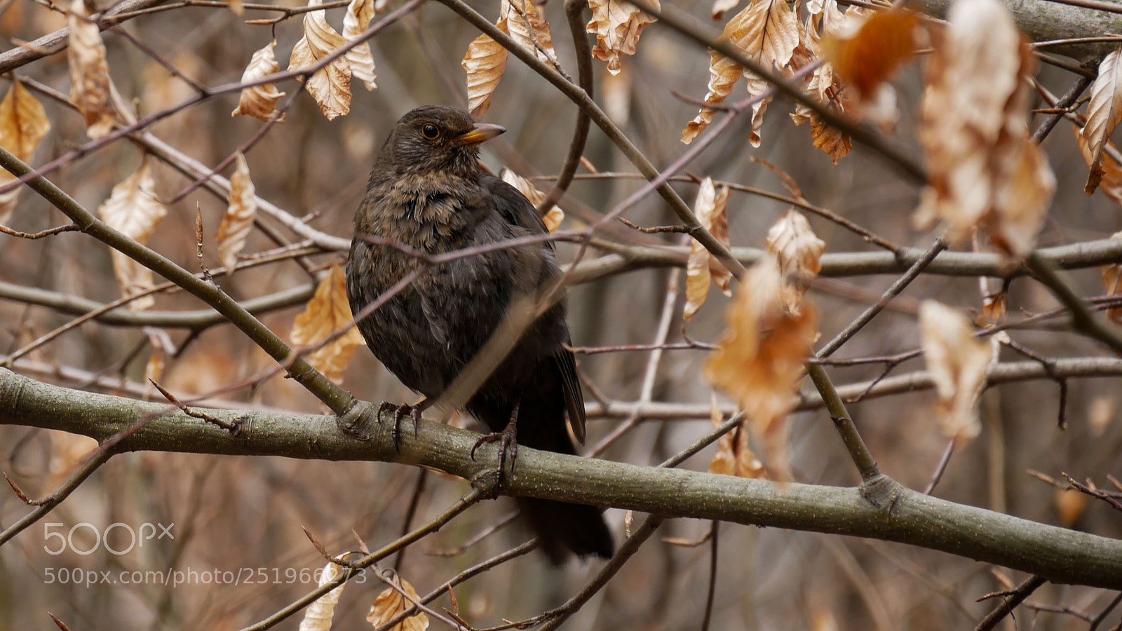 Panasonic DMC-G81 sample photo. Blackbird in the tree photography
