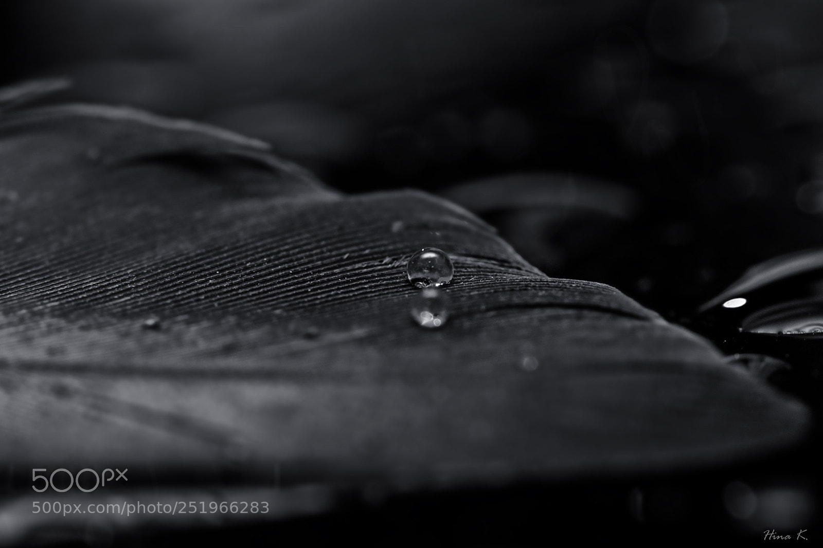Nikon D500 sample photo. Black pearl photography
