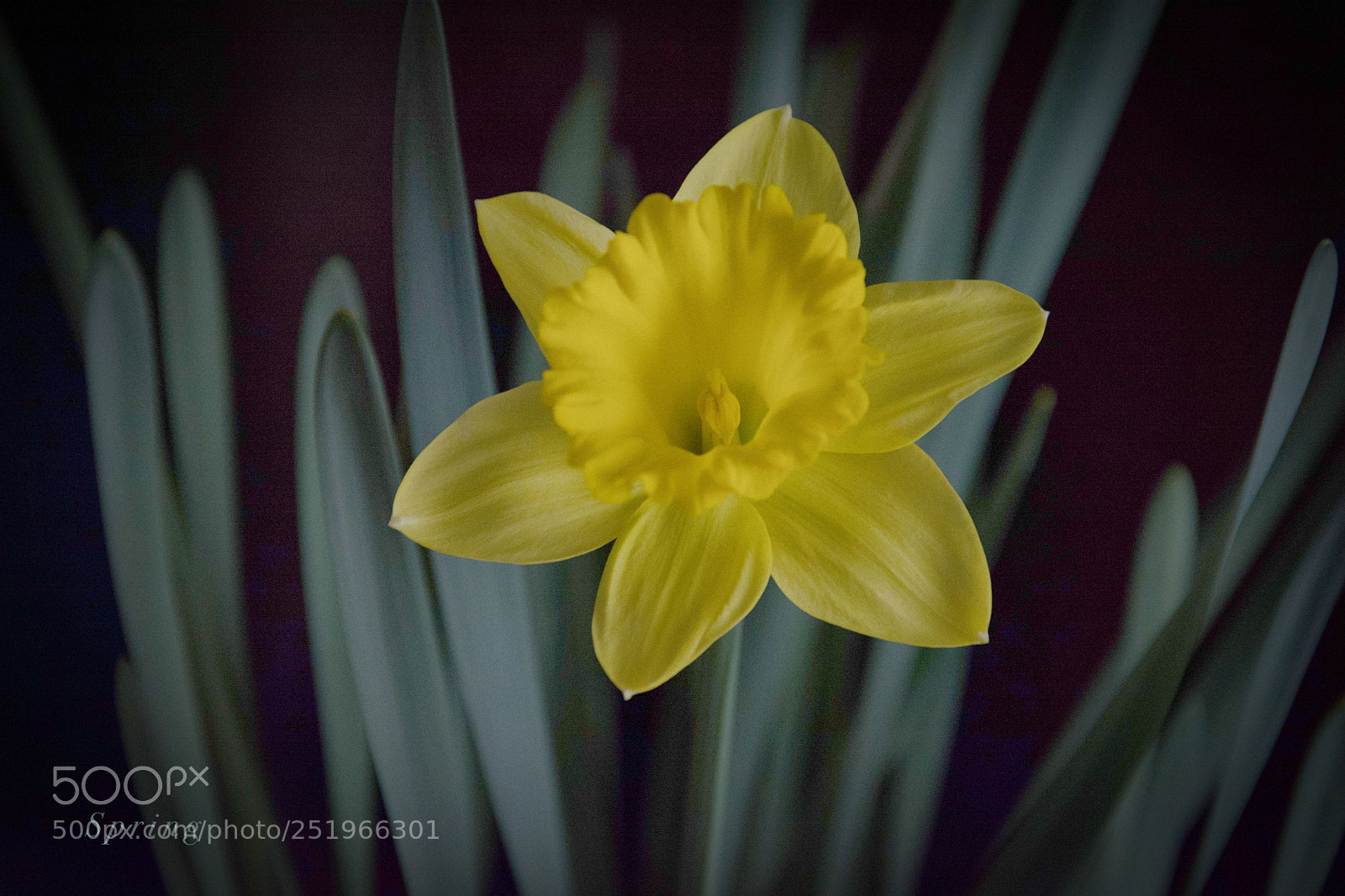 Nikon D7100 sample photo. Spring photography