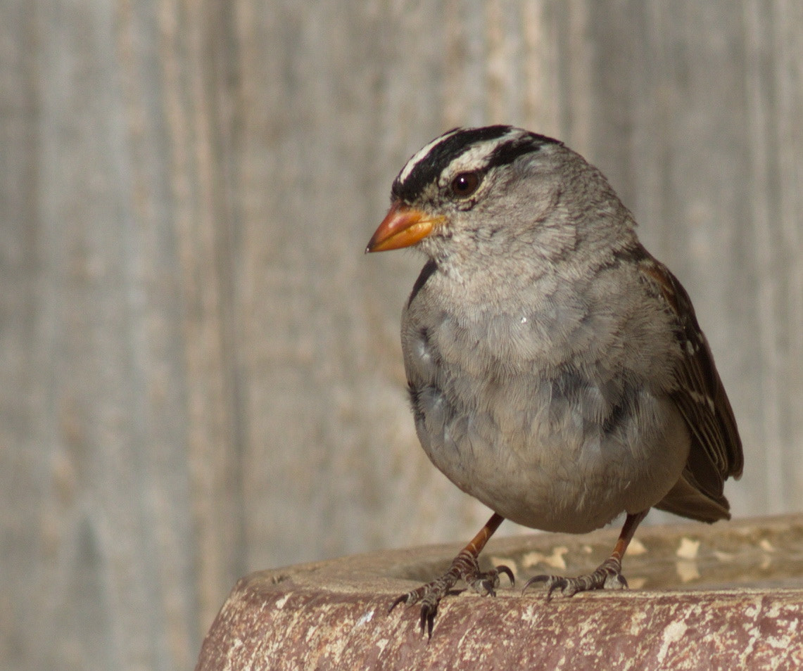 Canon EF 400mm F5.6L USM sample photo. White crown sparrow photography