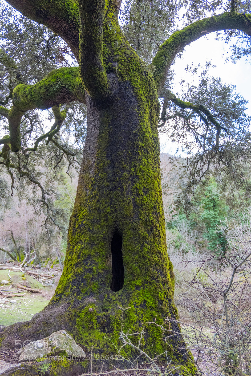 Fujifilm X-T20 sample photo. Bosque encantado photography