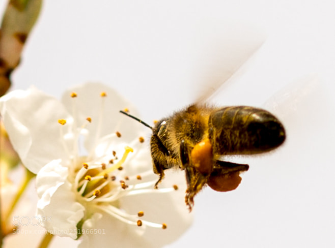 Canon EOS 5D Mark IV sample photo. Abeja y polen photography